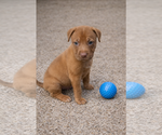 Small Photo #7 Mutt Puppy For Sale in Euless, TX, USA