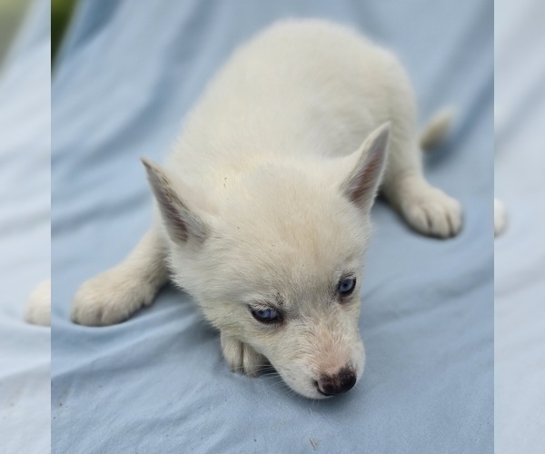 Medium Photo #12 Siberian Husky Puppy For Sale in CAMDENTON, MO, USA