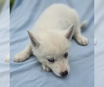 Small #11 Siberian Husky