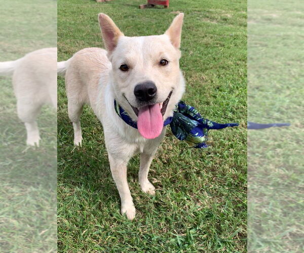 Medium Photo #3 Mutt Puppy For Sale in San Leon, TX, USA