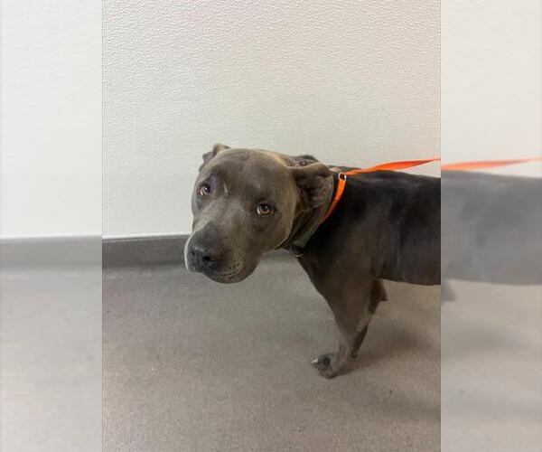Medium Photo #1 American Pit Bull Terrier Puppy For Sale in HESPERIA, CA, USA