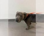 Small American Pit Bull Terrier
