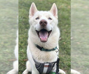 Siberian Husky-Unknown Mix Dogs for adoption in Matawan, NJ, USA