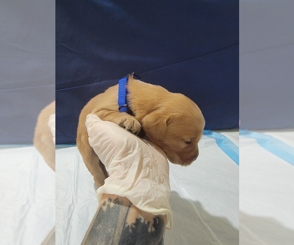 Medium Photo #24 Golden Retriever Puppy For Sale in RENO, NV, USA