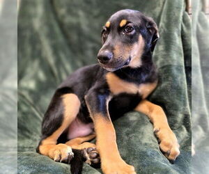 German Shepherd Dog Dogs for adoption in Long Beach, CA, USA