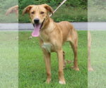 Small #1 Golden Retriever Mix
