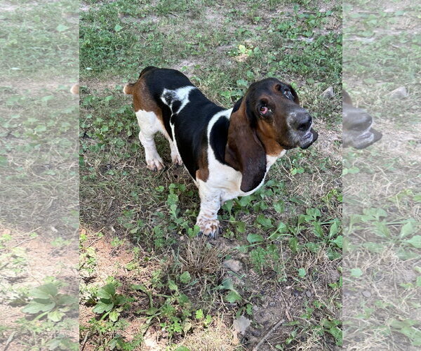 Medium Photo #3 Basset Hound Puppy For Sale in Ball Ground, GA, USA