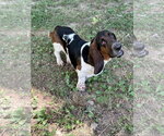 Small #2 Basset Hound