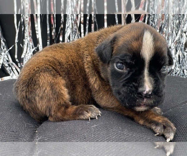 Medium Photo #3 Boxer Puppy For Sale in PAWNEE CITY, NE, USA