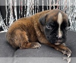 Small #2 Boxer