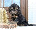 Small #3 Cavapoo (Miniature)