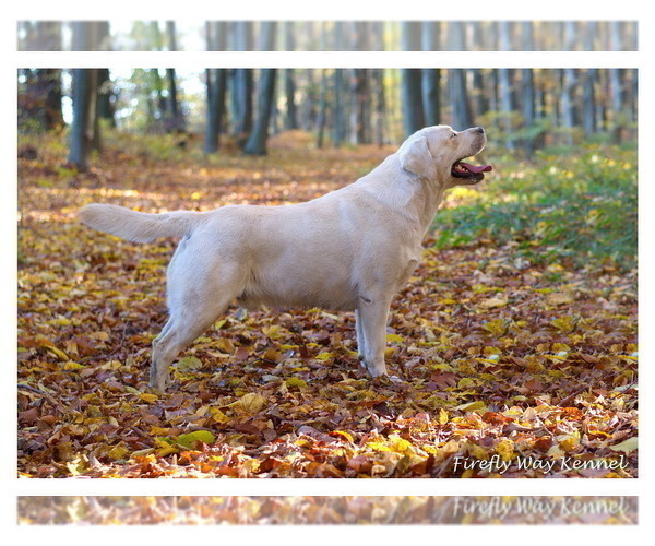 Medium Photo #5 Labrador Retriever Puppy For Sale in OZONE, TN, USA