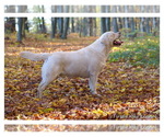 Small Photo #5 Labrador Retriever Puppy For Sale in OZONE, TN, USA