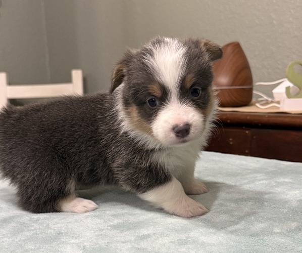 Medium Photo #3 American Corgi Puppy For Sale in PRYOR, OK, USA