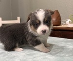 Small #2 American Corgi