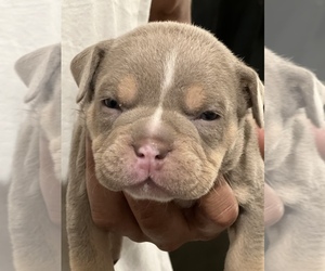 American Bully Puppy for sale in CAMPBELL HALL, NY, USA