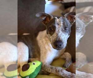 Mutt Dogs for adoption in Woodbury, NY, USA