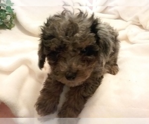 Poodle (Toy) Puppy for sale in LAUREL, MS, USA