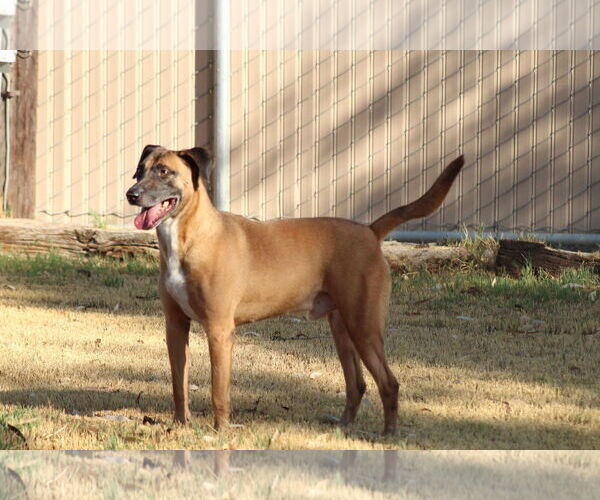 Medium Photo #1 Mutt Puppy For Sale in El Centro, CA, USA
