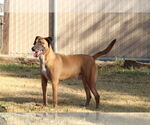 Small Mutt