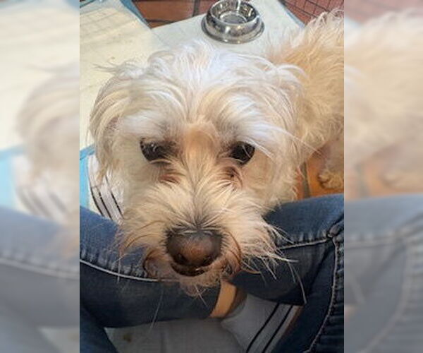 Medium Photo #6 Maltipoo (Miniature) Puppy For Sale in San Diego, CA, USA