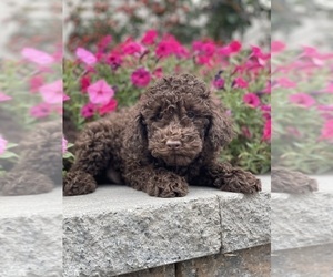 Cavapoo Puppy for sale in CANOGA, NY, USA