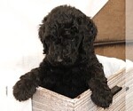 Small Photo #2 Poodle (Standard) Puppy For Sale in LAKE CITY, FL, USA
