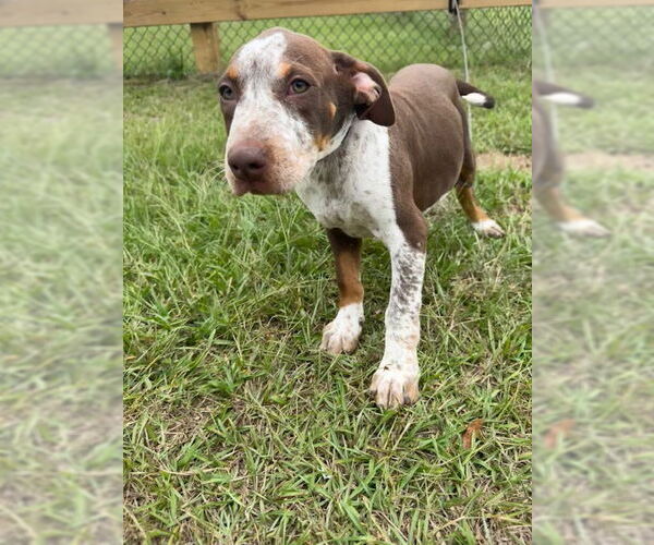 Medium Photo #2 Pointer-Unknown Mix Puppy For Sale in Tarrytown, GA, USA