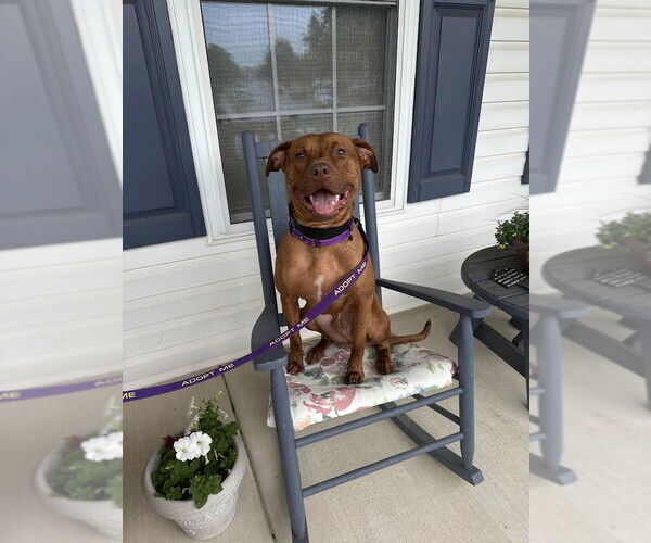 Medium Photo #2 American Pit Bull Terrier-Staffordshire Bull Terrier Mix Puppy For Sale in Shermans Dale, PA, USA