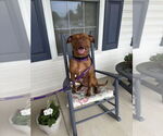 Small #1 American Pit Bull Terrier-Staffordshire Bull Terrier Mix