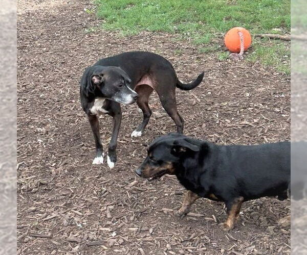 Medium Photo #7 Pembroke Welsh Corgi-Rottweiler Mix Puppy For Sale in MECHANICSBURG, PA, USA