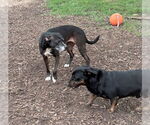 Small #6 Pembroke Welsh Corgi-Rottweiler Mix