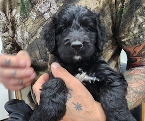 Bernedoodle Puppy for sale in WACO, TX, USA