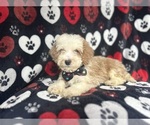 Small #8 Cockapoo