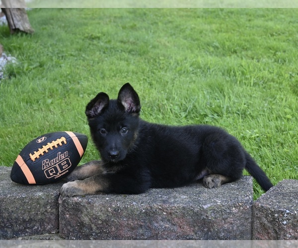 Medium Photo #2 German Shepherd Dog Puppy For Sale in MILLERSBURG, OH, USA