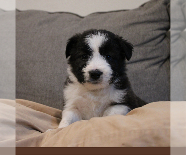 Medium Photo #1 Border-Aussie Puppy For Sale in CAMARILLO, CA, USA