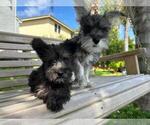 Small Photo #7 Schnauzer (Miniature) Puppy For Sale in HOLLYWOOD, FL, USA
