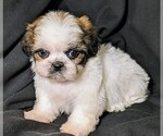 Small Photo #1 Shih Tzu Puppy For Sale in CLYDE, NC, USA