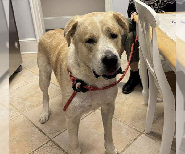 Medium Photo #4 Great Pyrenees-Unknown Mix Puppy For Sale in Holly Springs, NC, USA
