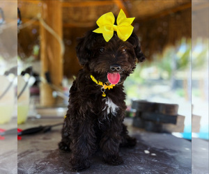 Aussiedoodle Miniature  Puppy for sale in MENIFEE, CA, USA