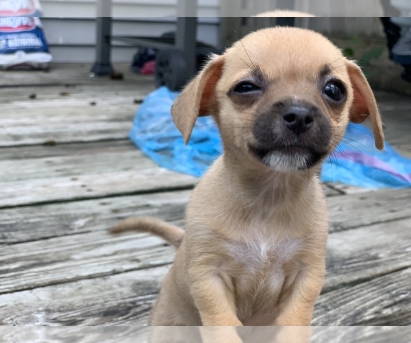 View Ad Chihuahua Puppy for Sale near Michigan, LANSING