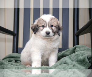 Great Pyrenees Litter for sale in GORDONVILLE, PA, USA