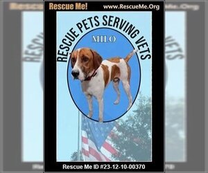 English Foxhound-Unknown Mix Dogs for adoption in Benton, PA, USA