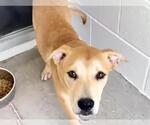 Small #2 American Staffordshire Terrier