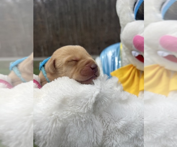 Medium Photo #2 Labrador Retriever Puppy For Sale in NEOLA, WV, USA