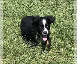 Miniature Australian Shepherd Puppy for sale in FORT MORGAN, CO, USA