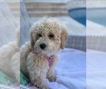 Small #7 Poochon