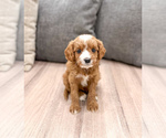 Puppy Vixen Cavapoo (Miniature)