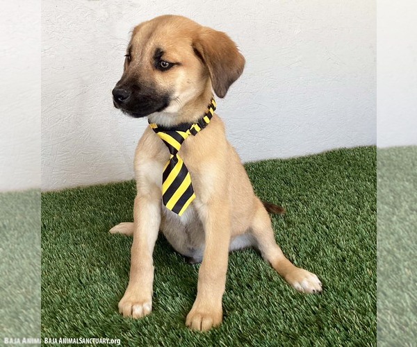 Medium Photo #4 Shepradors Puppy For Sale in San Diego, CA, USA
