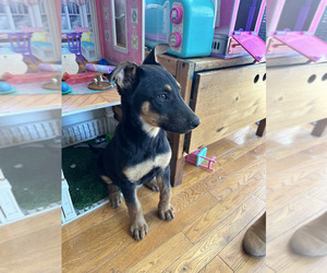 Doberman Pinscher Puppy for sale in PASADENA, CA, USA